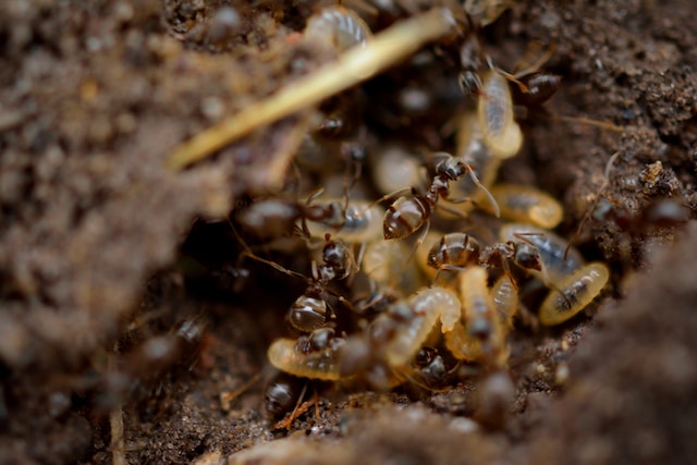 5 Effective Termite Soil Treatment Methods for a Pest-Free Home